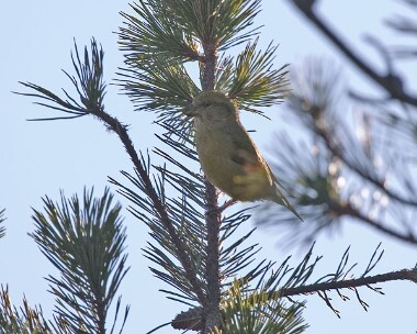 xbill Crossbill Earystane Plantation, Isle of Man