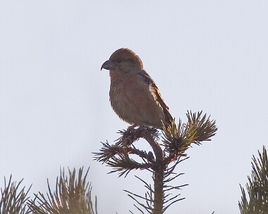 xbill3 Crossbill Earystane Plantation, Isle of Man