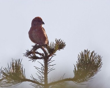 xbill4 Crossbill Earystane Plantation, Isle of Man