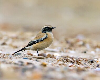 desertwheatear111111 Desert Wheatear Thornham, Norfolk
