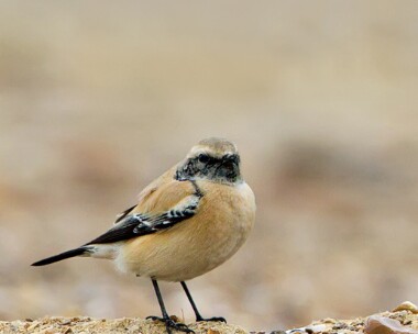 desertwheatear111111b Desert Wheatear Thornham, Norfolk.