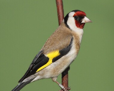 goldfinch040607 Goldfinch Castletown, Isle of Man