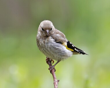 goldfinch160607 Goldfinch Castletown, Isle of Man