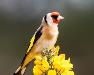 goldfinch220418 Goldfinch Ballaghennie, Isle of Man