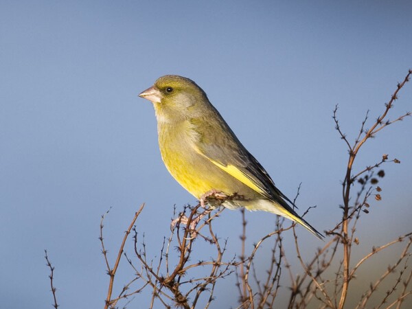 Greenfinch