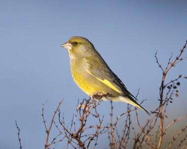 greenfinch070108 Greenfinch Fort Island, Isle of Man