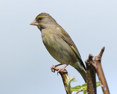 greenfinch10 Greenfinch Castletown, Isle of Man
