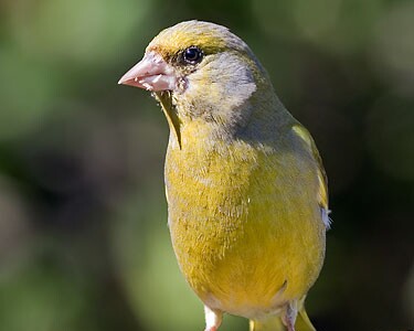 greenfinch11 Greenfinch Castletown, Isle of Man