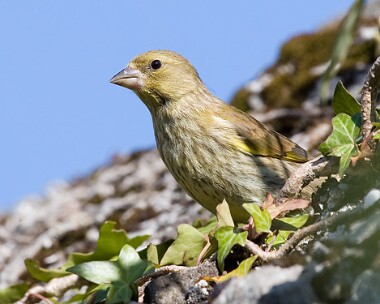 greenfinch12 Greenfinch Castletown, Isle of Man