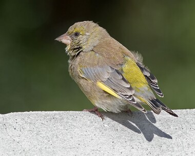 greenfinch13 Greenfinch Castletown, Isle of Man