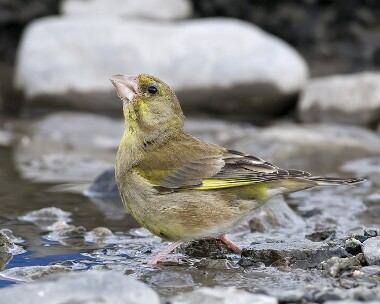 greenfinch130809 Greenfinch Derbyhaven, Isle of Man