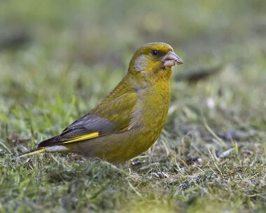 greenfinch140608 Greenfinch Castletown, Isle of Man