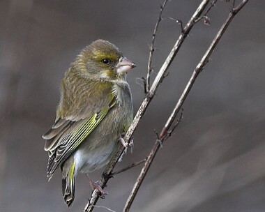 greenfinch20070319 Greenfinch Sandwick, Isle of Man