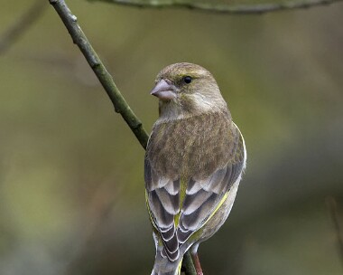 greenfinch221108 Greenfinch Ramsey, Isle of Man
