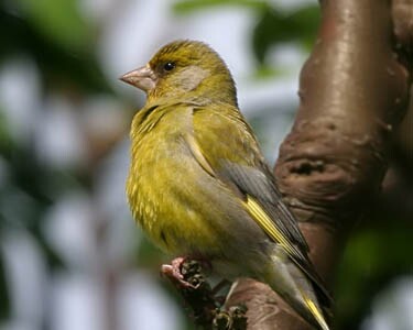 greenfinch5 Greenfinch Castletown, Isle of Man
