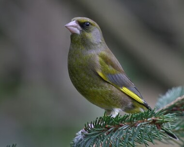 greenfinch6 Greenfinch Ramsey, Isle of Man