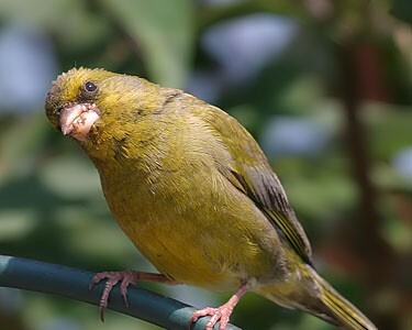 greenfinch7 Greenfinch Castletown, Isle of Man