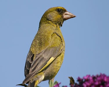 greenfinch8 Greenfinch Castletown, Isle of Man