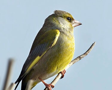 greenfinch9 Greenfinch Derbyhaven, Isle of Man