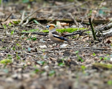 hawfinch300324 Hawfinch Lynford Arboretum, Norfolk