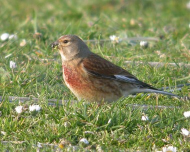 Linnet Linnet Langness, Isle of Man