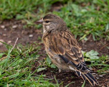 linnet030922 Linnet Langness, Isle of Man