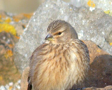 linnet1 Linnet Langness, Isle of Man