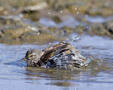 linnet100909 Linnet Smeale, Isle of Man