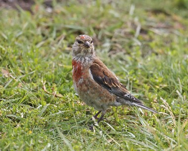 linnet120807 Linnet Sandwick, Isle of Man