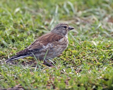 linnet120807b Linnet Sandwick, Isle of Man