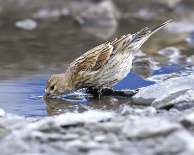 linnet130809 Linnet Derbyhaven, Isle of Man