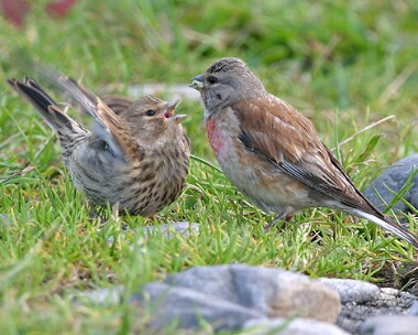 linnet2 Linnet Derbyhaven, Isle of Man
