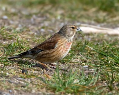 linnet200410 Linnet Langness, Isle of Man