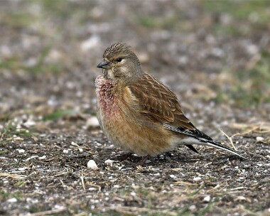 linnet20070415 Linnet Langness, Isle of Man