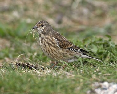 linnet20070415b Linnet Langness, Isle of Man