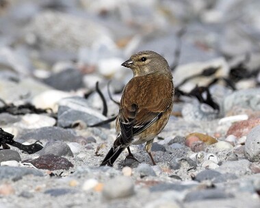 linnet20070420 Linnet Sandwick, Isle of Man