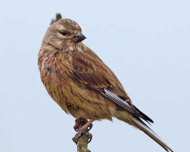 linnet230409 Linnet Langness, Isle of Man