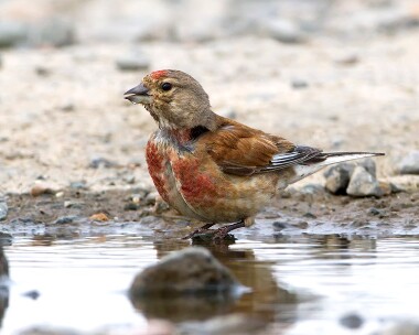 linnet240710 Linnet Point of Ayre, Isle of Man