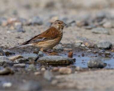 linnet240710b Linnet Point of Ayre, Isle of Man