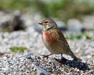 linnet260414 Linnet Derbyhaven, Isle of Man