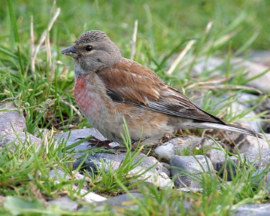linnet3 Linnet Derbyhaven, Isle of Man