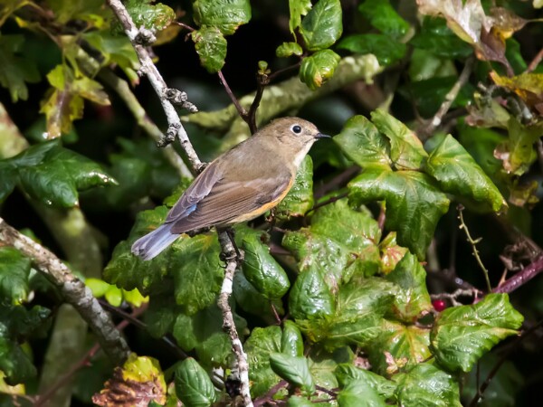 Red Flanked Bluetail