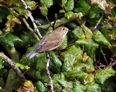 redflankedbluetail151015 Red-Flanked Bluetail Holkham, Norfolk
