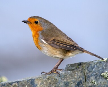 robin061225 Robin Langness, Isle of Man