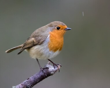 robin100317 Robin Loch Garten, Highlands
