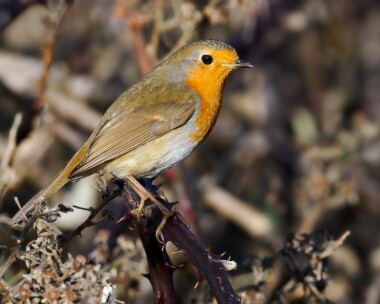 robin130124 Robin Langness, Isle of Man