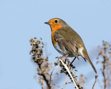 robin130316 Robin Langness, Isle of Man
