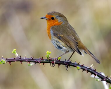 robin160325 Robin POA NR, Isle of Man