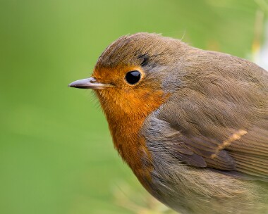 robin161025 Robin Marine Drive, Douglas