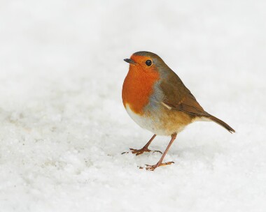 robin171210 Robin Braddan, Isle of Man